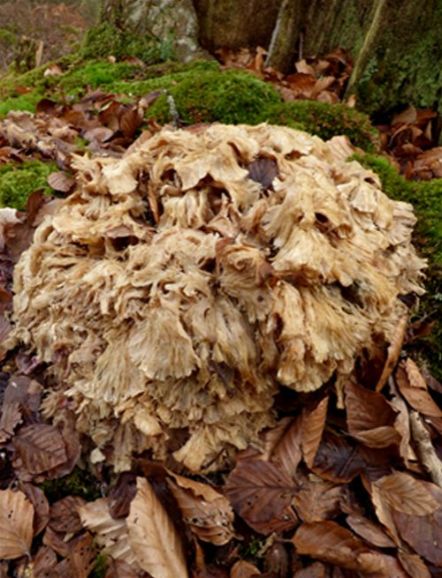 Over-mature fruiting body at the base of English oak in the New Forest, Hampshire